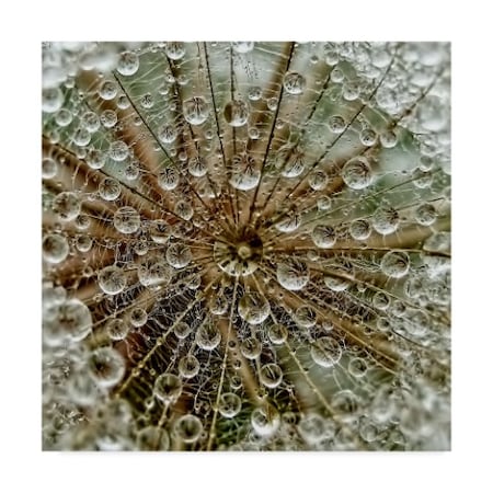 Tanya Markova 'Droplets On Dandelion' Canvas Art,14x14